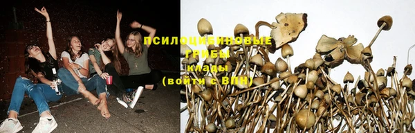 сатива Белоозёрский